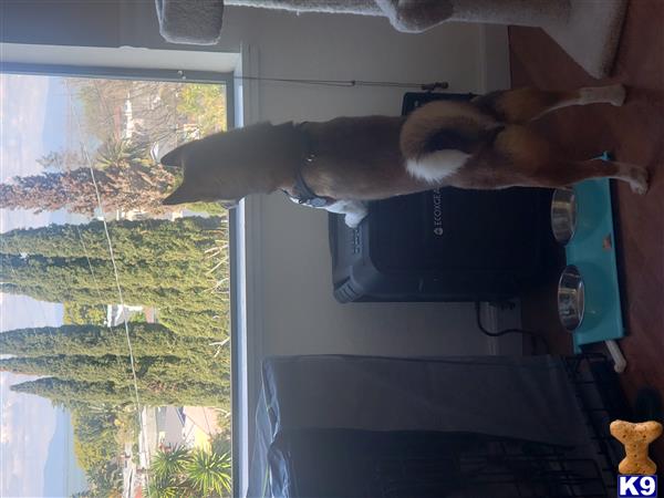 Mochi Bear Bay Area Picture 2